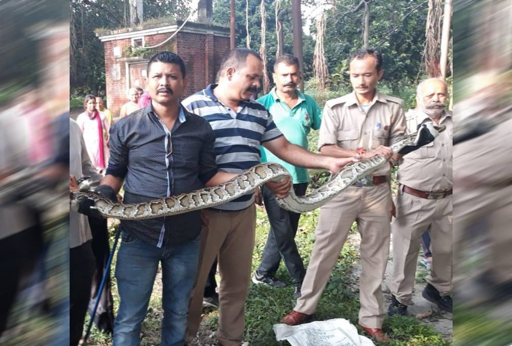 Giant python Swallow a monkey rescue from tree in dehradun