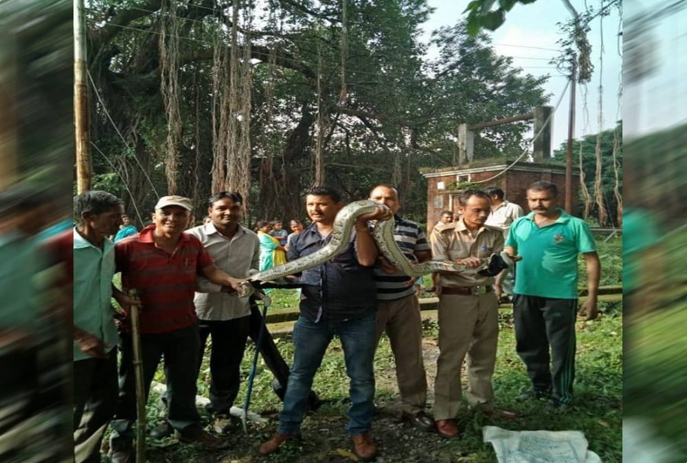 Giant python Swallow a monkey rescue from tree in dehradun