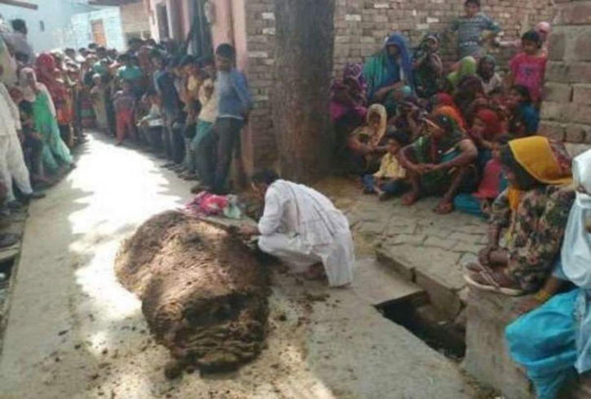 to cure snake bite man covered full body under cow dung in uttar pradesh