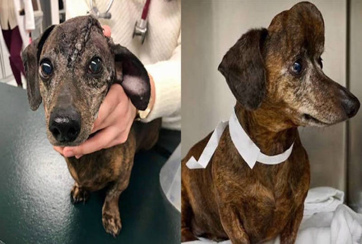 Doctors save the life of a cancer victim dog by putting titanium skull