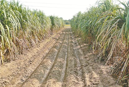 governor acharya dev vrat natural farming and 9 deputy commissioners visit gurukul farm