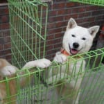 Kim Jong Un gifts two dogs to south Korean President Moon Jae In