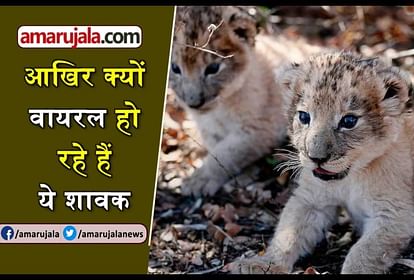 Amazing Animals News Video: Watch Amazing Animals News Video Clips In Hindi  - Amarujala Videos