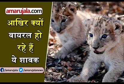 Amazing Animals News Video: Watch Amazing Animals News Video Clips In Hindi - Amarujala Videos Amazing Animals News Video: Watch Amazing Animals News Video Clips In Hindi - Amarujala Videos