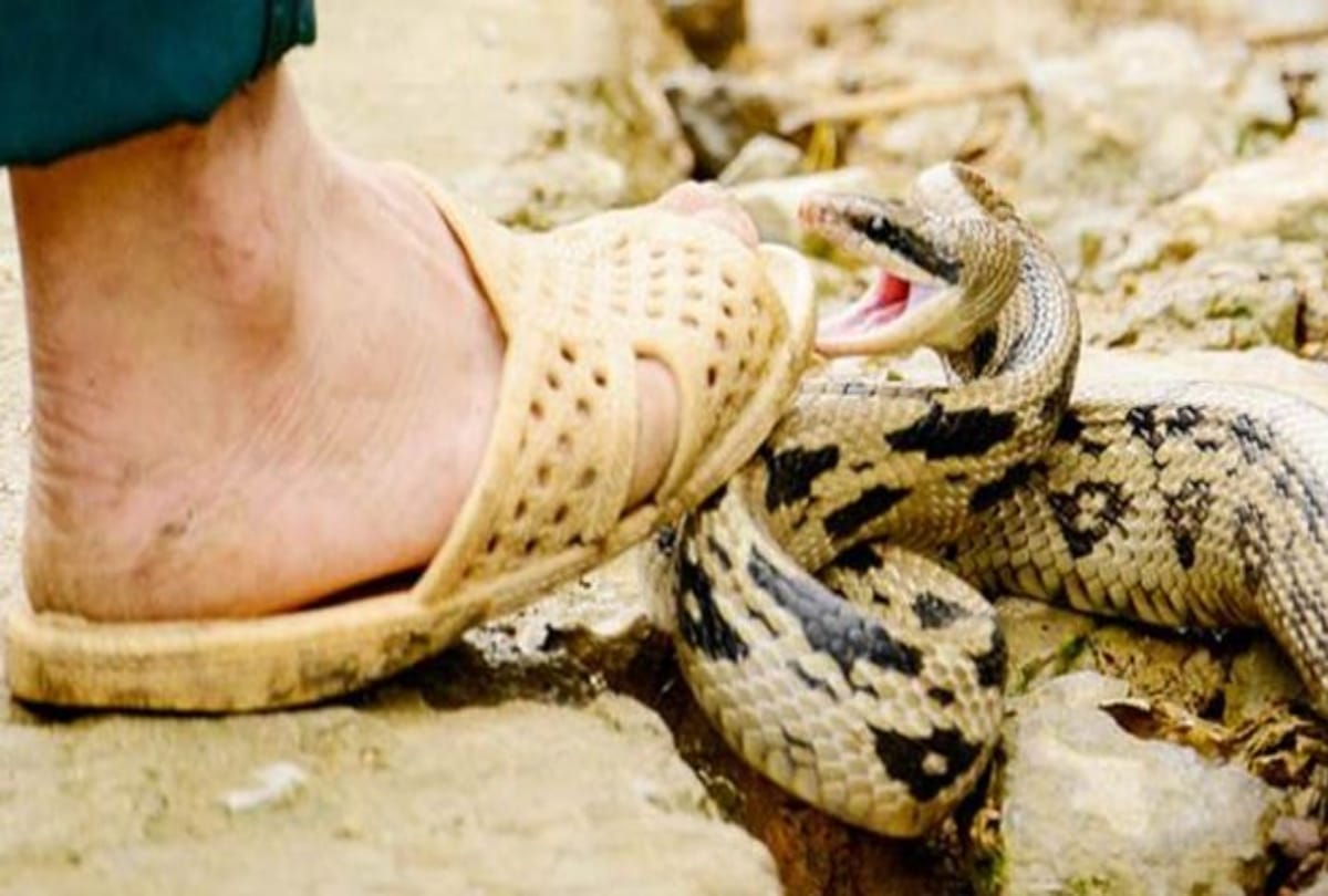 snakes have attacks on humans at andhra pradesh people worship in temples