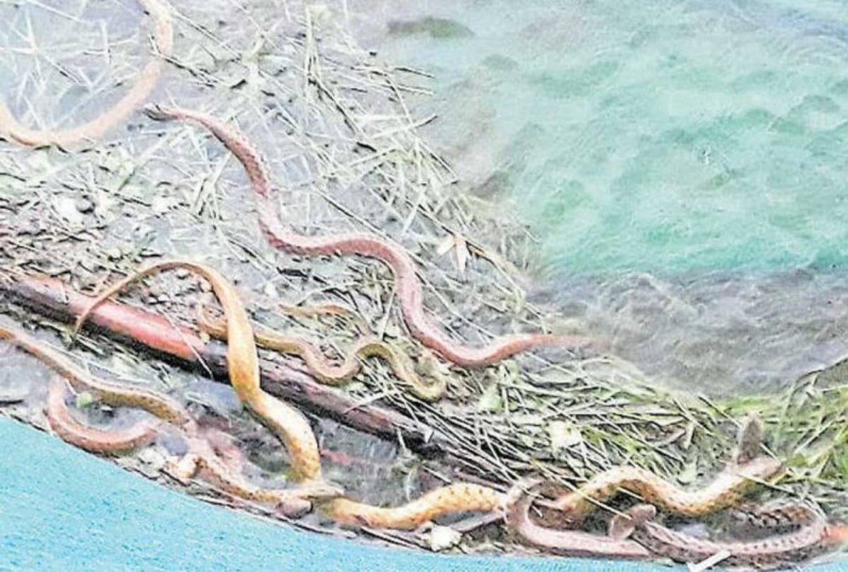 snakes have attacks on humans at andhra pradesh people worship in temples