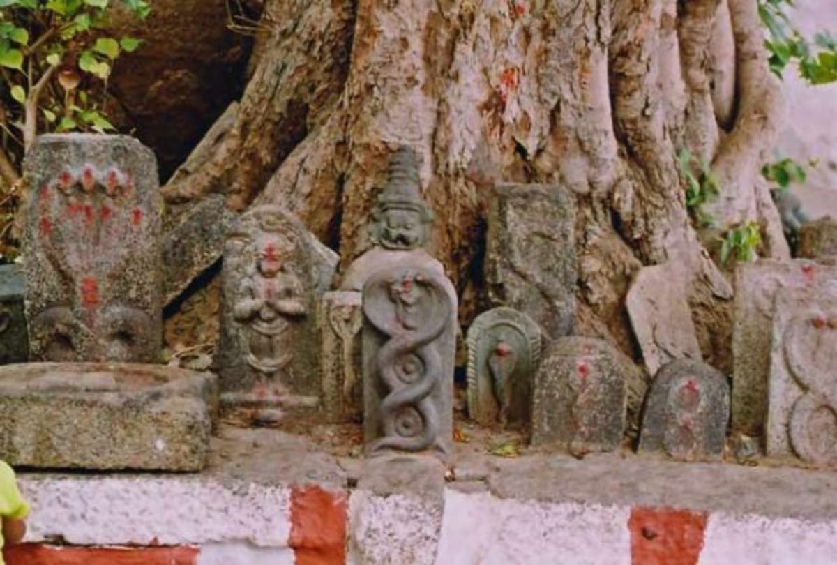 snakes have attacks on humans at andhra pradesh people worship in temples