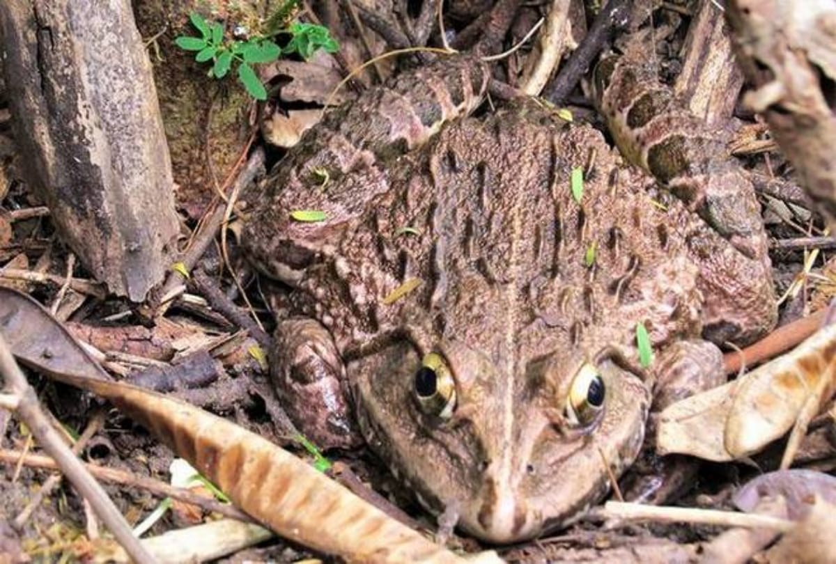 snakes have attacks on humans at andhra pradesh people worship in temples