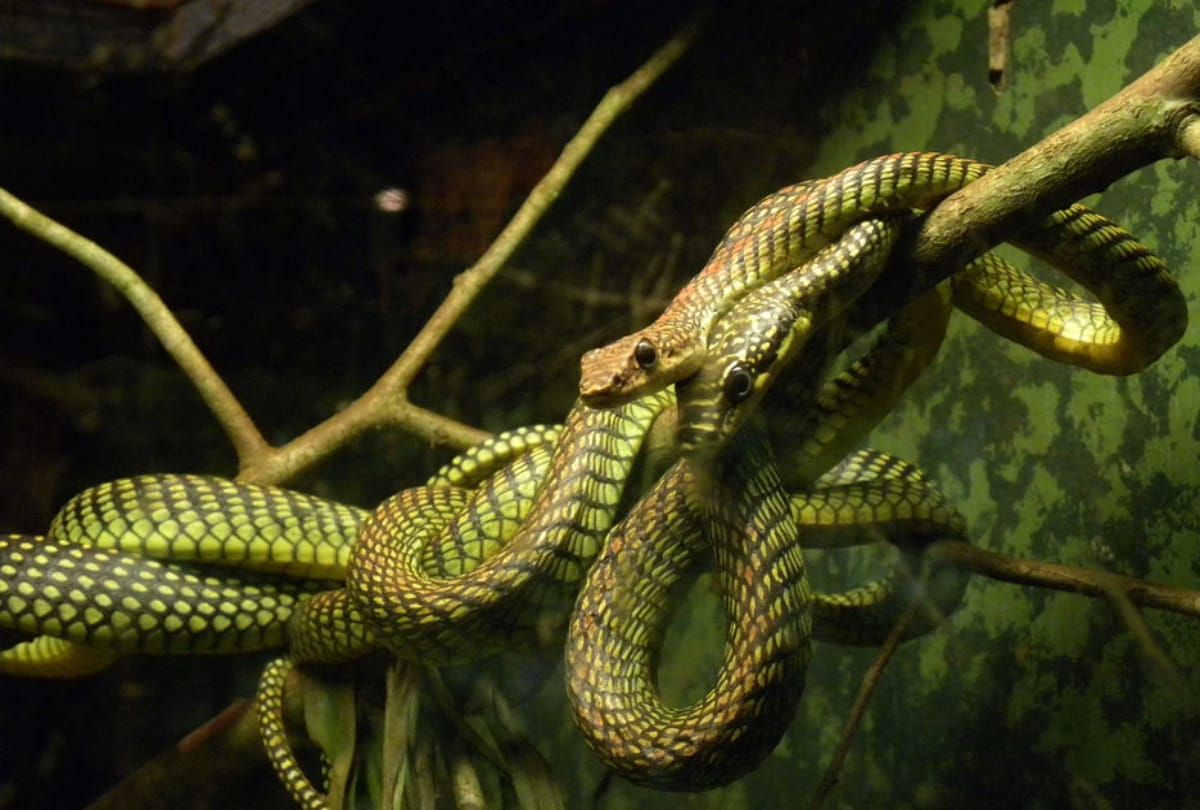 snakes have attacks on humans at andhra pradesh people worship in temples