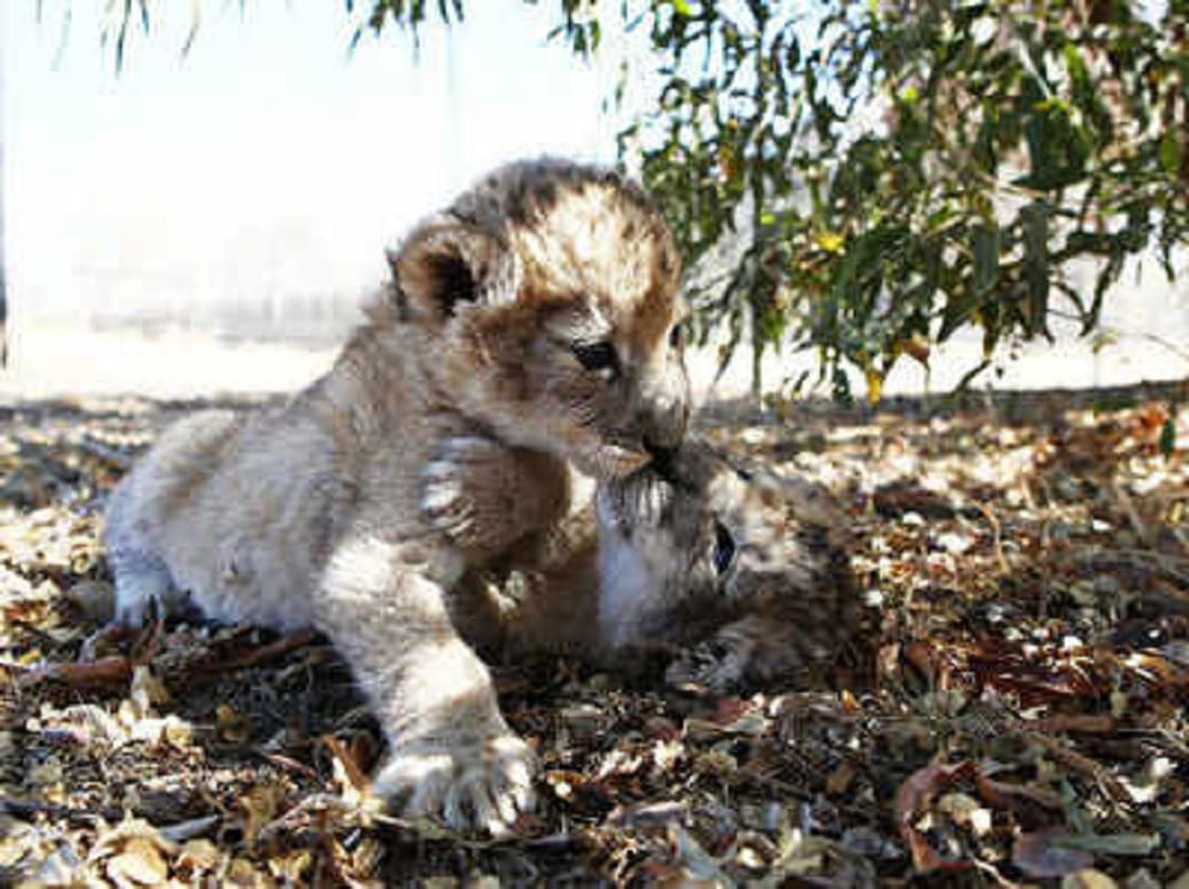 Two tiger cubs born from IVF test tube baby technology in south africa for the first time