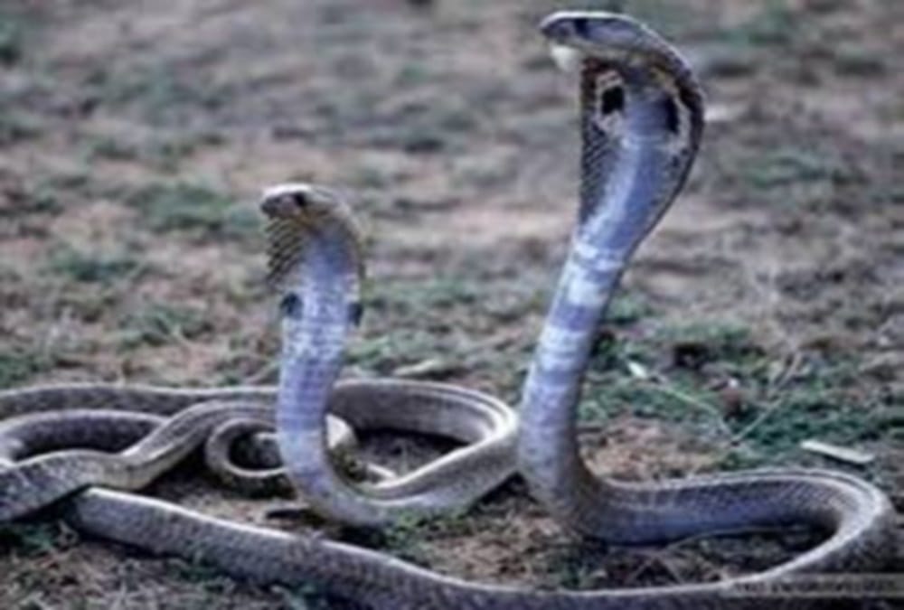 Cobra snake Couple rescue from shop haridwar