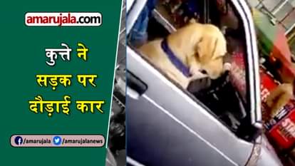 viral video of dog driving car