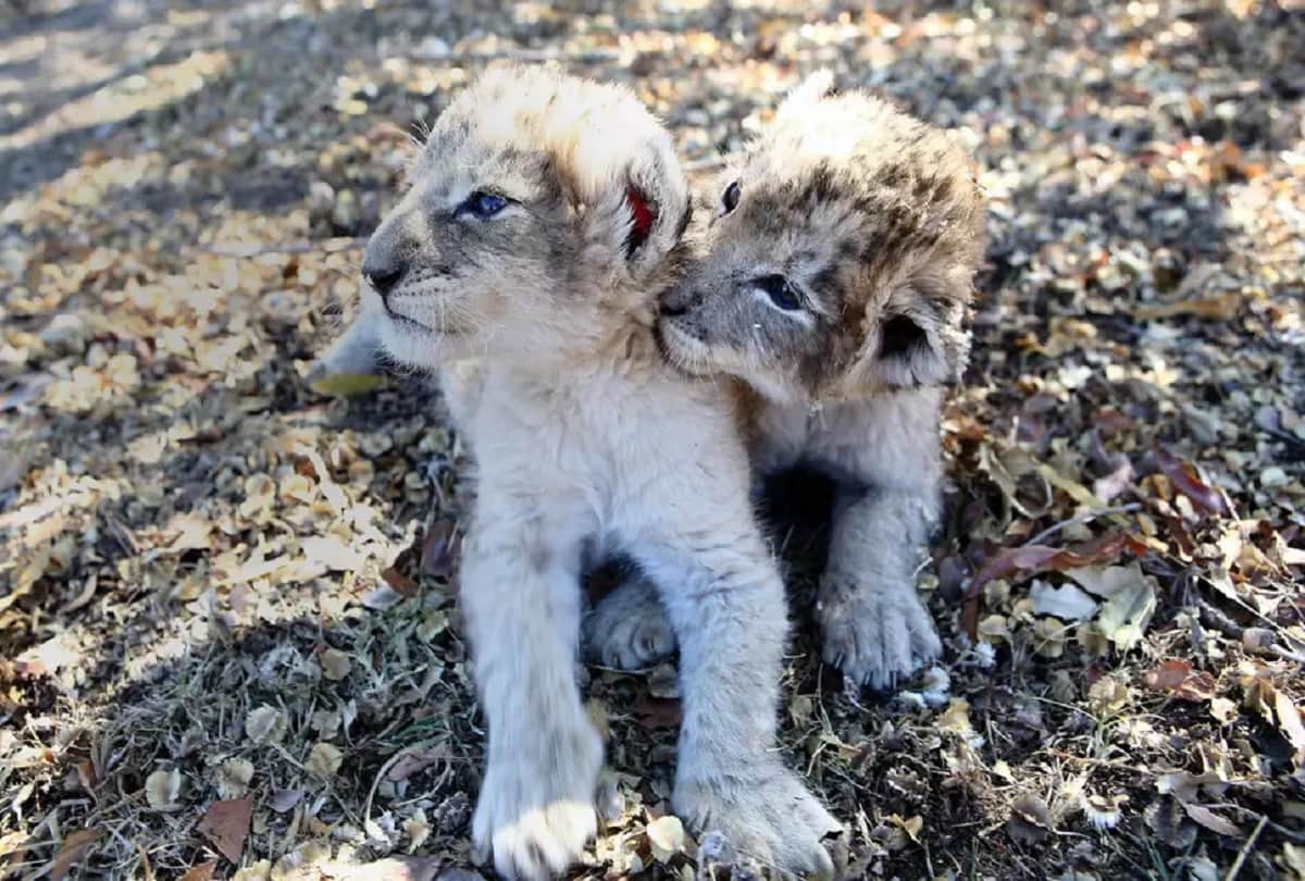 Khushkhabar : indian border security, Who will benefit on festive season, first test tube lion cubs
