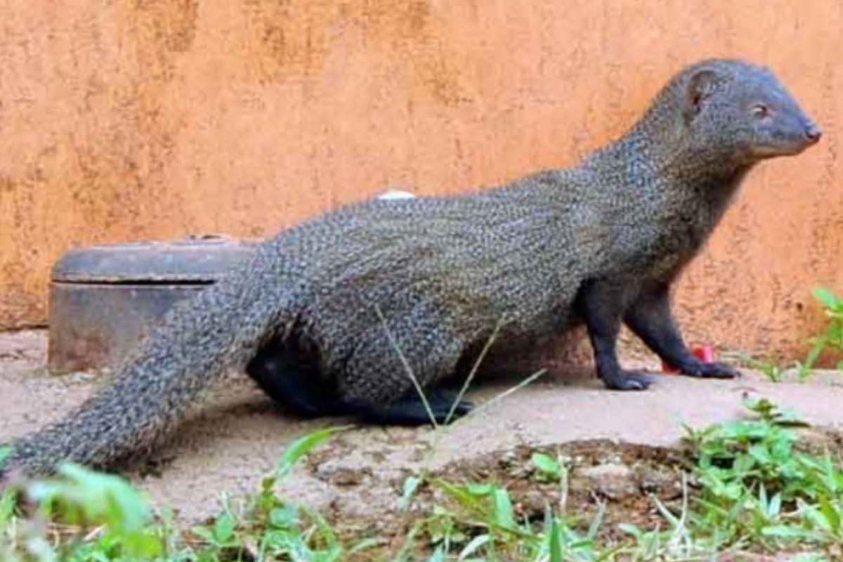 UP: more than 20 thousand mongoose killed in bijnor to polishing brush industry in foreign trade