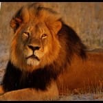 17 of 23 lions died due to viral and bacterial infection: Gujarat government