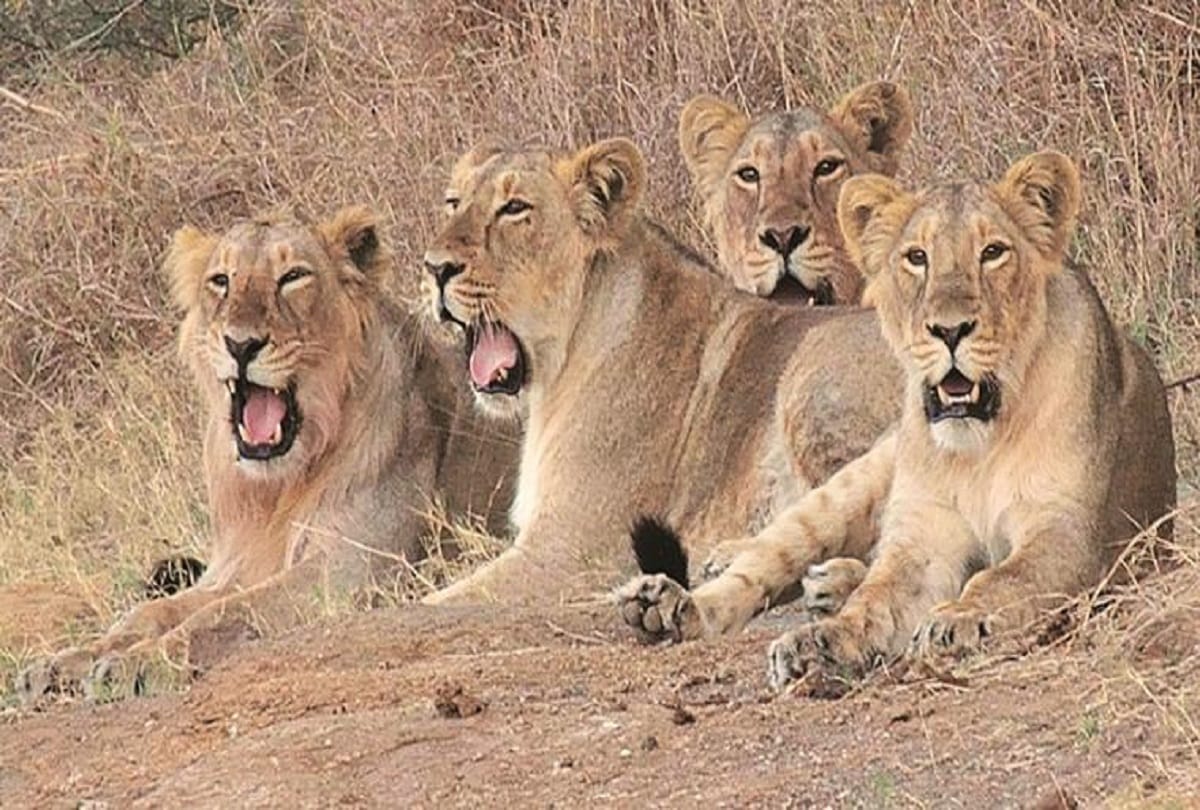 indias pride under threat 2 more lions die in gir forest gujarat