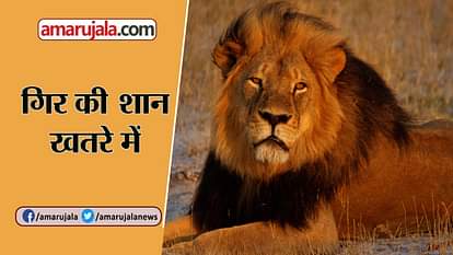 GIR FOREST RESERVE, LIONS ARE DYING DUE TO DEADLY VIRUS