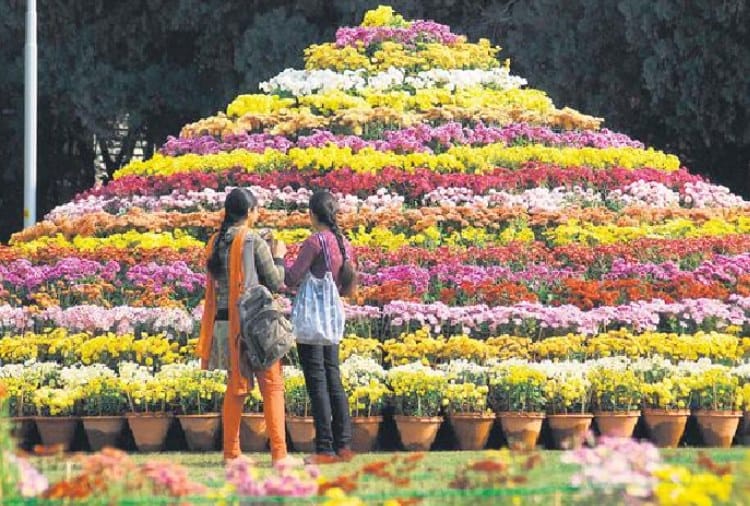266 Variety of Guldaudi Flowers Ready to Display in Show in Terraced Garden