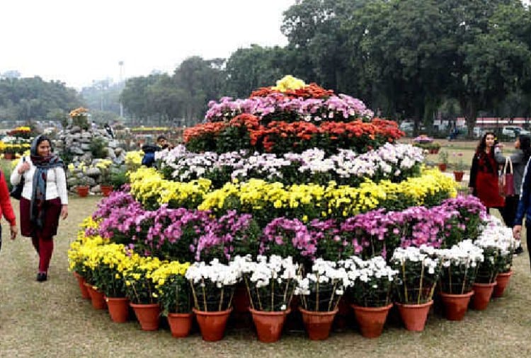266 Variety of Guldaudi Flowers Ready to Display in Show in Terraced Garden
