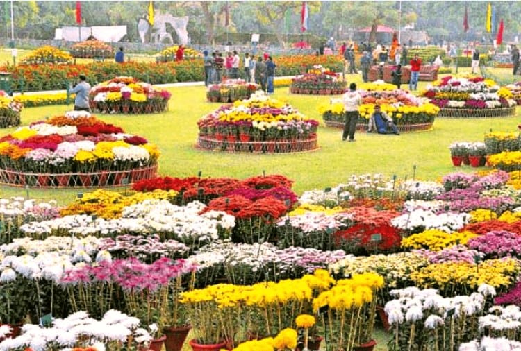 266 Variety of Guldaudi Flowers Ready to Display in Show in Terraced Garden