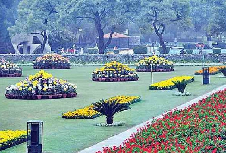 266 Variety of Guldaudi Flowers Ready to Display in Show in Terraced Garden