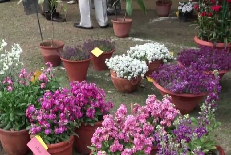 266 Variety of Guldaudi Flowers Ready to Display in Show in Terraced Garden