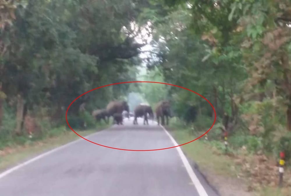 Wild Elephant Crowd on ramnagar national highway 