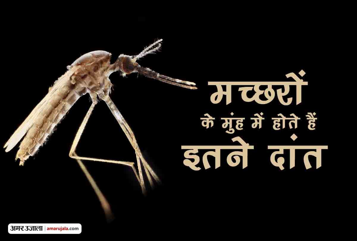 Do dengue malaria Mosquitoes Have 47 Teeth