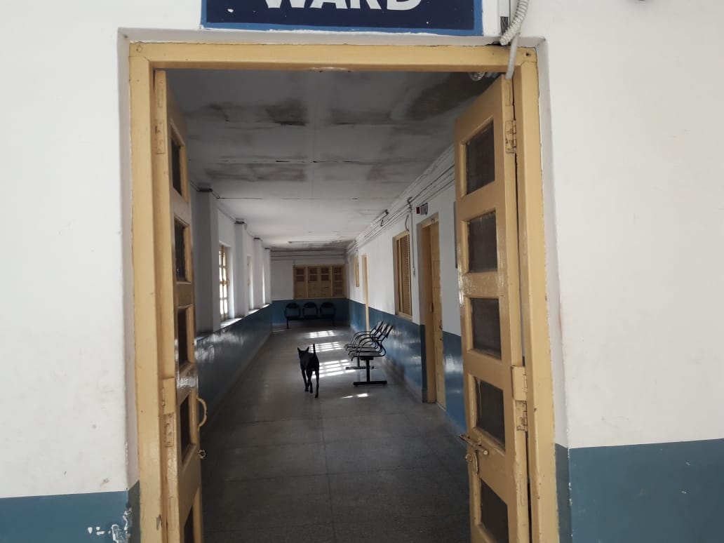 Mad dog injured many people at BHU hospital