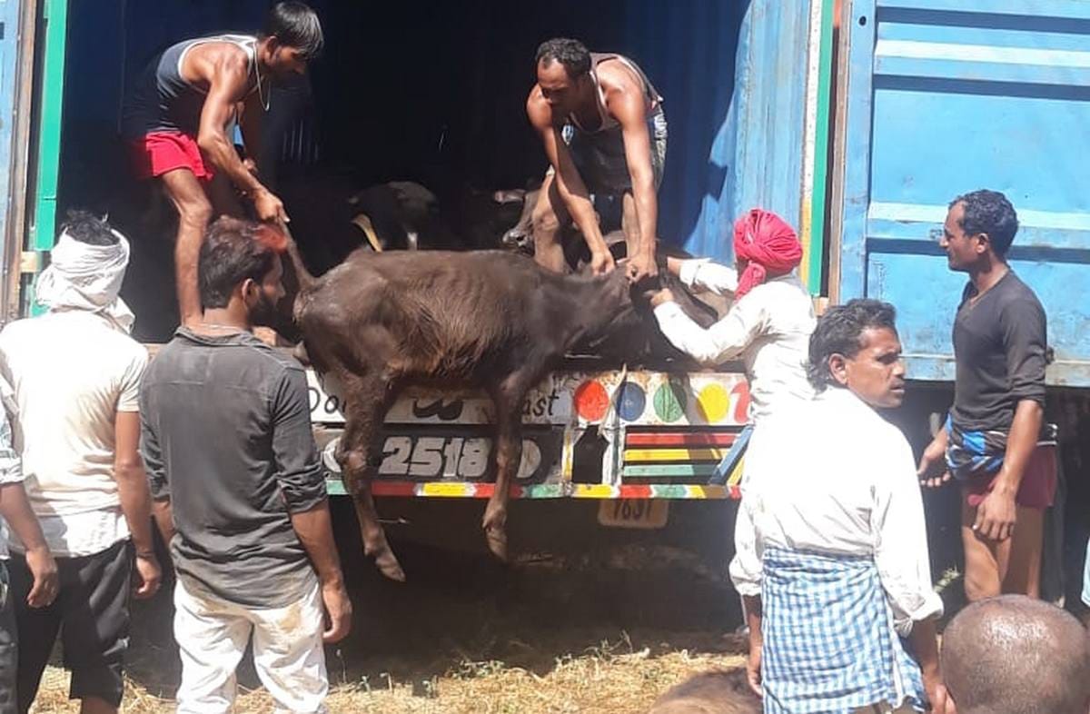 Varanasi SSP warning to SHO stop animal smuggling