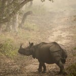 rhinoceros got their ancestors' land after 3 years of work