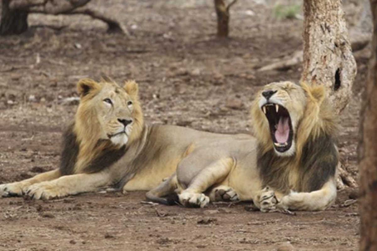 lions will be coming soon in Gorakhpur Zoo park