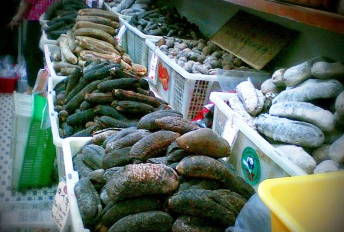 Court imposes fine of Eleven crore rupees on sea food businessman for stolen cucumber