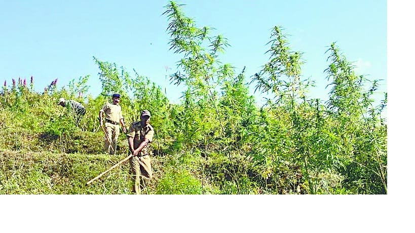 destroyed bhaang crop