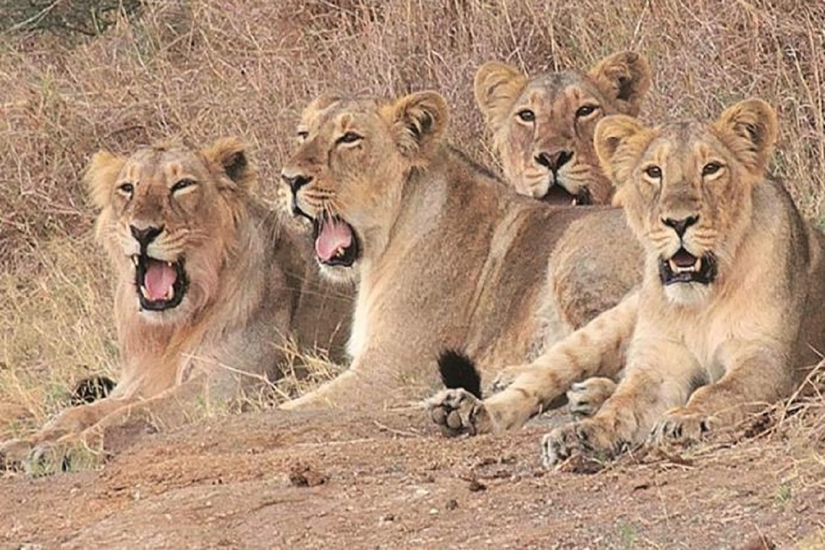 11 lions died in Gir forest due to CDV Virus and Protozoa infection