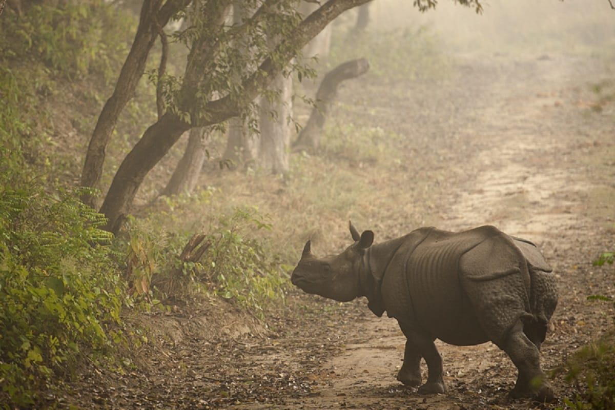 rhinoceros got their ancestors' land after 3 years of work