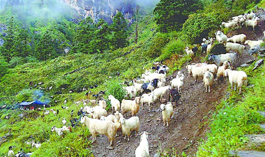 Children of goats hunting dogs