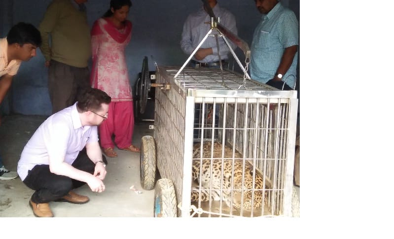 Treatment of injured leopards under the supervision of doctors