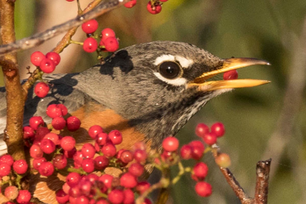 police are warning about Drunk Birds which are flying into windows, cars and acting confused