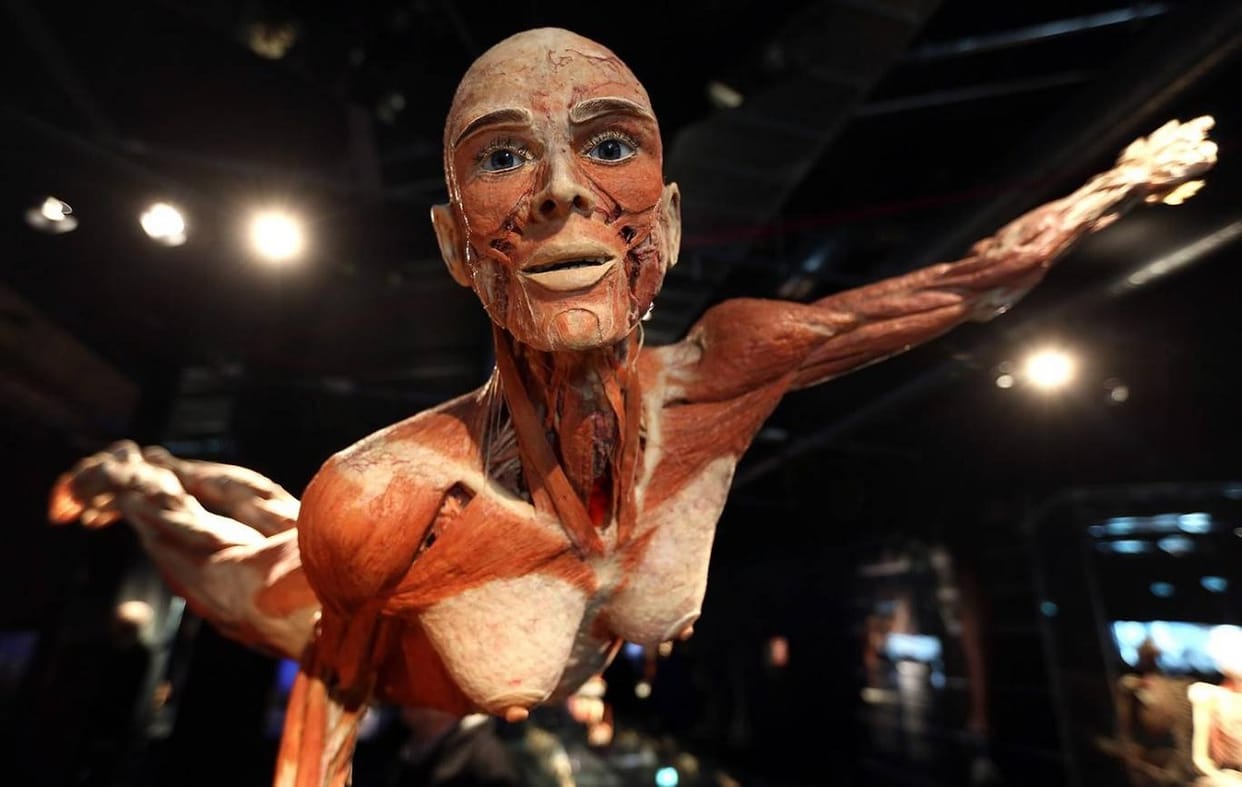 Body Museum of 'Doctor Death' Gunther von Hagens opens in London, a museum of plastic dead bodies
