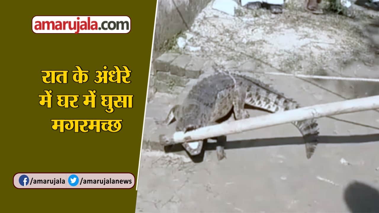 मगरमच्छ