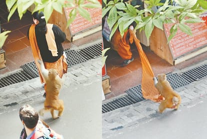 Why government is helplessness dealing with monkeys