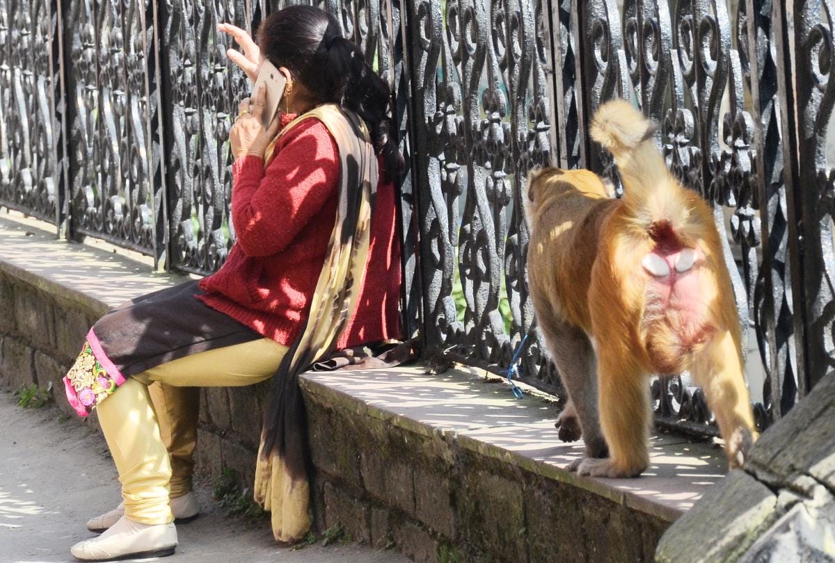Himachal govt planning Monkey sanctuary in shimla
