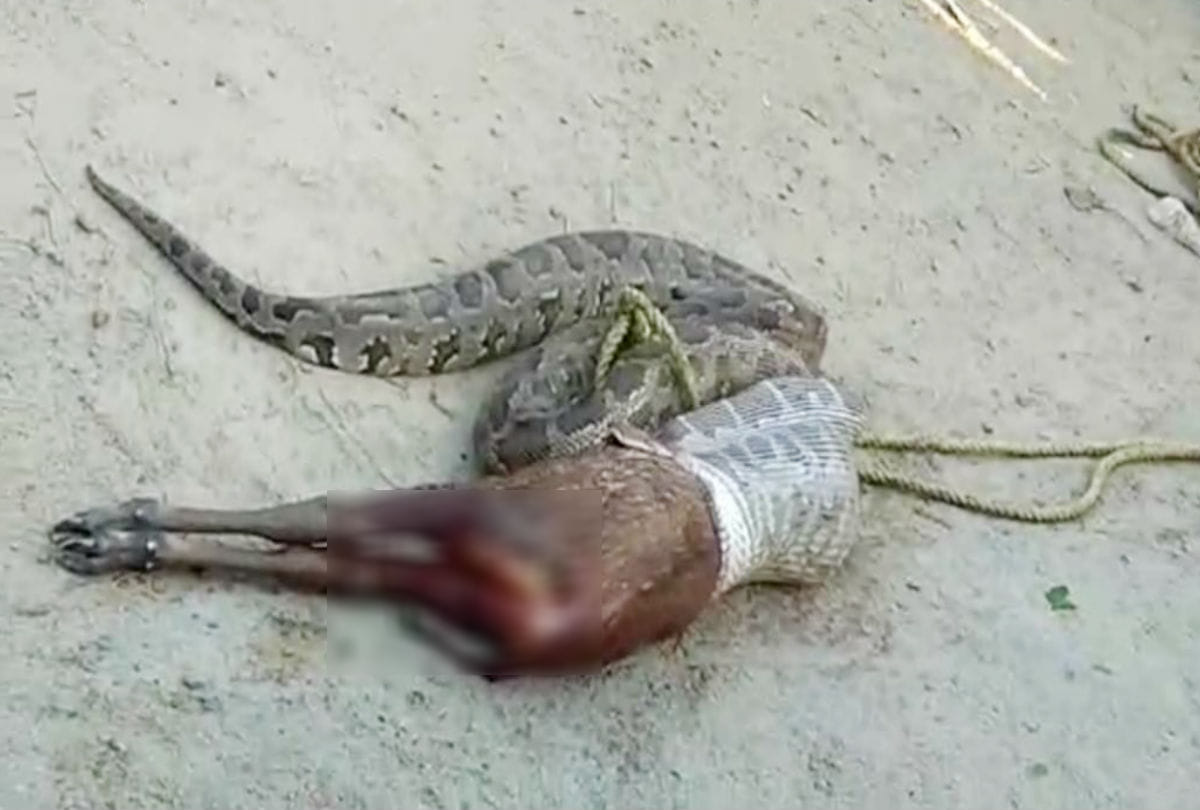 12 feet long python swallowed nilgai in firozabad uttar pradesh