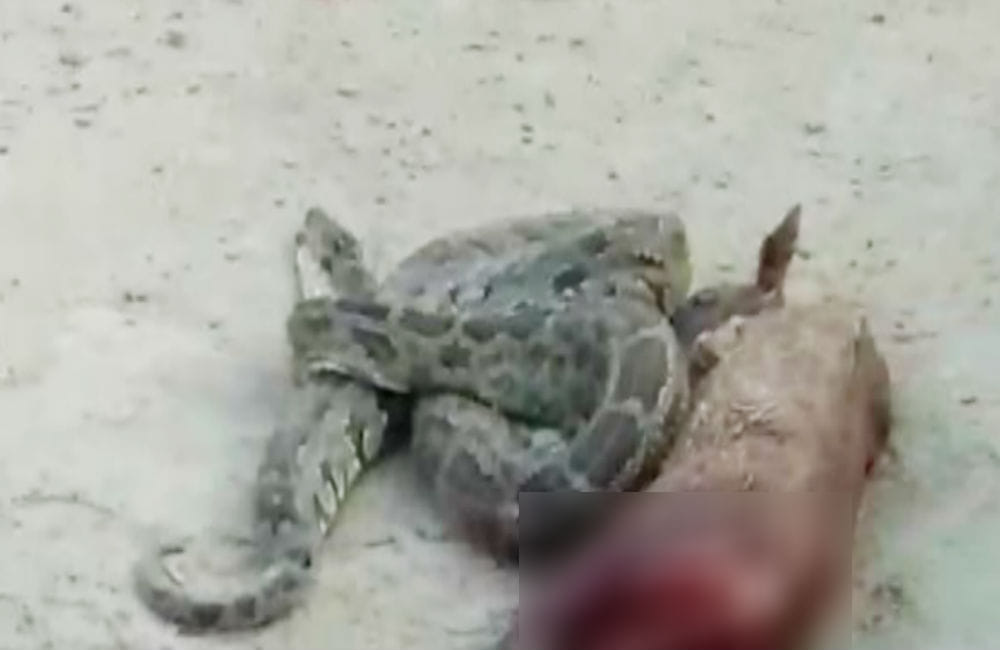 12 feet long python swallowed nilgai in firozabad uttar pradesh