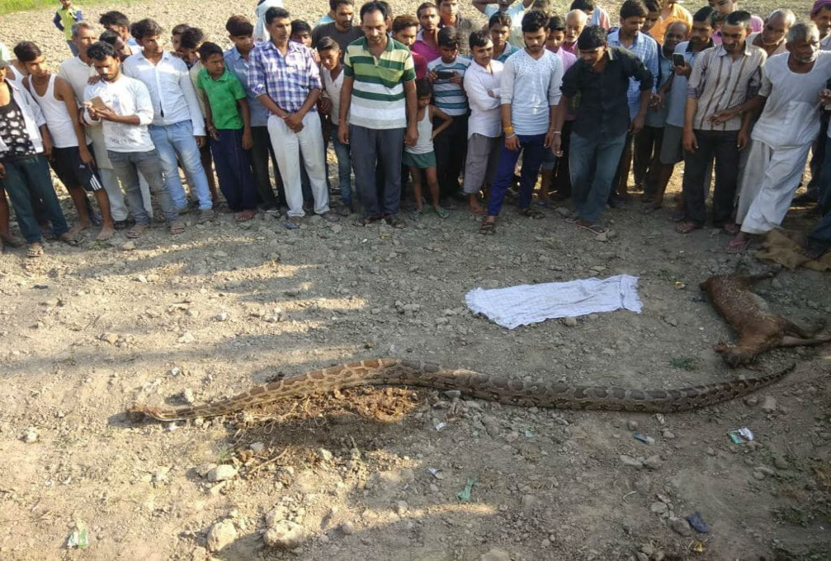 12 feet long python swallowed nilgai in firozabad uttar pradesh