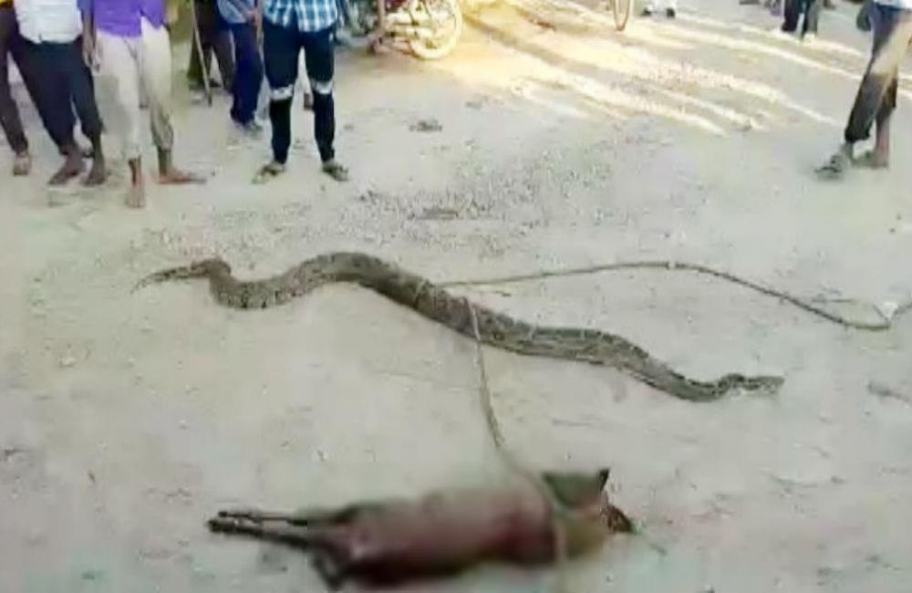 12 feet long python swallowed nilgai in firozabad uttar pradesh