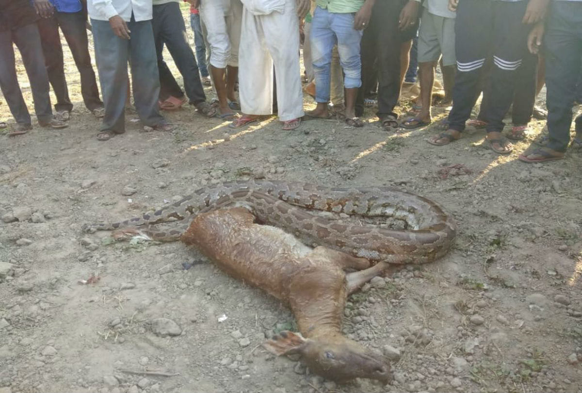 12 feet long python swallowed nilgai in firozabad uttar pradesh