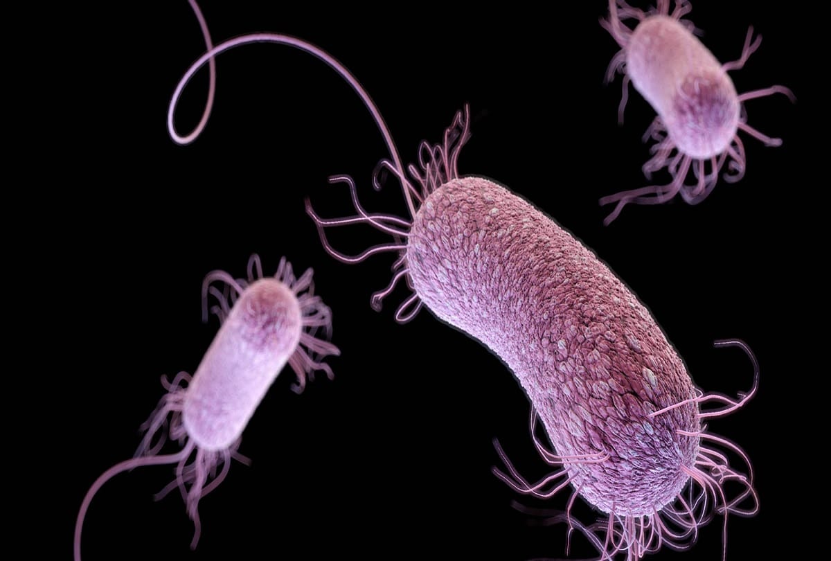 Superbug found in India ten years ago now spreads in the Arctic
