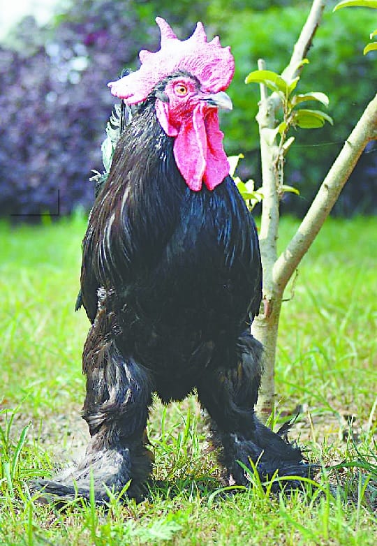 Uttara is State's first poultry breed 